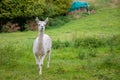 A white shorn alpaca stands on a meadow and looks into the camera