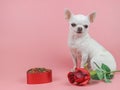 White short hair  Chihuahua dog looking at camera, sitting on pink background with  red rose and dried dog food in heart shape Royalty Free Stock Photo