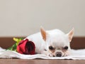 White short hair Chihuahua dog lying on white cloth , with  red rose beside her. Valentine`s day,anniversary concept.selective Royalty Free Stock Photo