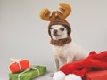 White short hair Chihuahua dog wearing reindeer horn hat  sitting  with red and green gift boxes and  red scarf  on white Royalty Free Stock Photo
