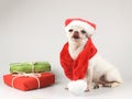 White short hair Chihuahua dog wearing Santa Claus hat and red scarf  licking her lips and  sitting by  red and green gift boxes Royalty Free Stock Photo