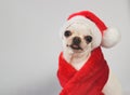 White short hair Chihuahua dog wearing Santa Claus hat and red scarf,  sitting on white background,  smiling and looking at camera Royalty Free Stock Photo
