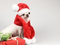White short hair Chihuahua dog wearing Santa Claus hat and red scarf, sitting by  red and green gift boxes on white background. Royalty Free Stock Photo
