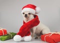 White short hair Chihuahua dog wearing Santa Claus hat and red scarf sitting and smiling at camera with red and green gift boxe. . Royalty Free Stock Photo