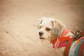 White short hair Shih tzu dog with cutely clothes on the beach