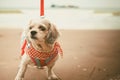 White short hair Shih tzu dog with cutely clothes and the red leash on the beach