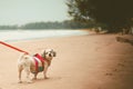 White short hair Shih tzu dog with cutely clothes and the red leash on the beach