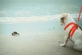 White short hair Shih tzu dog with the red leash sitting and staring at the black crab on the white sandy beach