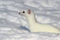 White short-tailed weasel in snow