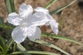 White Showers Mexican Petunia flowers