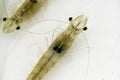 White Shrimp Vannamei Broodstock Royalty Free Stock Photo