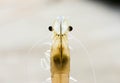 White Shrimp Vannamei Broodstock Royalty Free Stock Photo