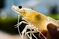 White Shrimp Vannamei Broodstock Royalty Free Stock Photo