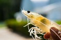 White Shrimp Vannamei Broodstock Royalty Free Stock Photo