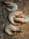 White shrimps