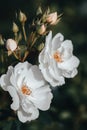 White shrub rose Spinnaker Amorina Amorina Ricco by De Ruiter in rose garden Royalty Free Stock Photo