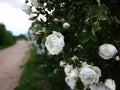 White shrub roses spread large buds flowers. Flowering roses in spring and early summer.