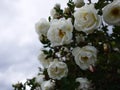 White shrub roses spread large buds flowers. Flowering roses in spring and early summer.