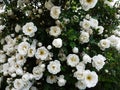 White shrub roses spread large buds flowers. Flowering roses in spring and early summer.