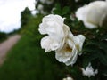 White shrub roses spread large buds flowers. Flowering roses in spring and early summer.