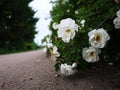 White shrub roses spread large buds flowers. Flowering roses in spring and early summer.