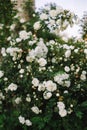 White shrub roses spread large buds flowers. Flowering roses in spring and early summer. Flower background.
