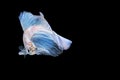 White Siamese betta fighting fish beautiful luxury movement dance power over isolated black background. Animal hobby underwater Royalty Free Stock Photo