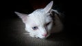 A white siamese cat feeling alone. Royalty Free Stock Photo