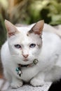 White Siamese Cat Sitting On Bench In Garden.