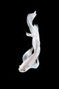 White siamese fighting fish, betta fish isolated on black backgr