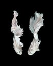 White siamese fighting fish