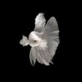 White siamese fighting fish