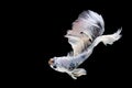 White Siamese Fighting fish. The moving moment beautiful of betta fish in Thailand isolated on black background Royalty Free Stock Photo