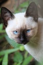 A white siamese kitten, with blue eyes