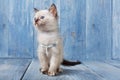 White siamese kitten at blue wood Royalty Free Stock Photo