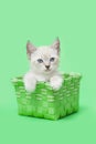 White Siamese Kitten in a green basket, green background Royalty Free Stock Photo