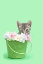 Kitten in green bucket with flowers Royalty Free Stock Photo