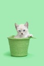 White Siamese Kitten in a green basket, green background Royalty Free Stock Photo