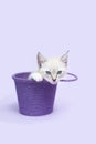 White Kitten inside a purple bucket Royalty Free Stock Photo