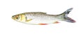 White siamese mud carp ,freshwater fish isolated on white background with clipping path Royalty Free Stock Photo