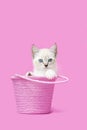 White Siamese Tabby kitten in pink bucket