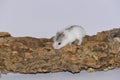 White Siberian hamster over the trunk Royalty Free Stock Photo