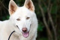 White Siberian Husky