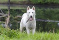White Siberian Husky dog