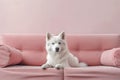 White Siberian Husky Dog Lying On Pink Couch, Cute Pet On Sofa In Room, Generative AI