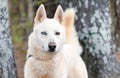 White Siberian Husky dog with one blue eye wagging tail outside on leash Royalty Free Stock Photo