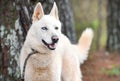 White Siberian Husky dog with one blue eye wagging tail outside on leash Royalty Free Stock Photo