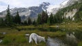 Siberian husky drinking water