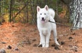 White Siberian Husky puppy dog with one blue eye outside on leash Royalty Free Stock Photo