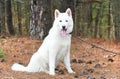 White Siberian Husky puppy dog with one blue eye outside on leash Royalty Free Stock Photo